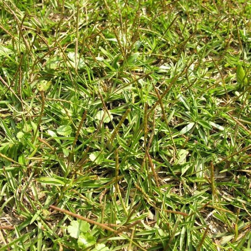 草坪种子假俭草种子阔叶草蜈蚣草耐践踏绿化护坡根系发达