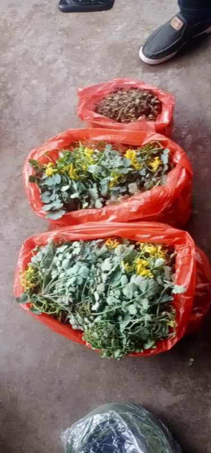 岩黄连500g新鲜干货无硫广西山里采摘散装