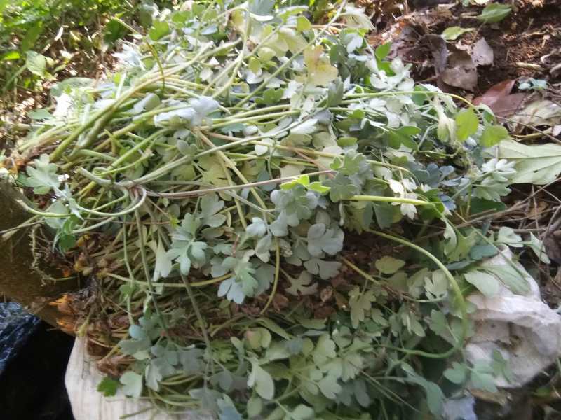 岩黄连500g新鲜干货无硫广西山里采摘散装