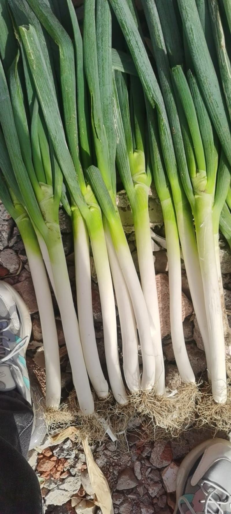 长白铁杆大葱