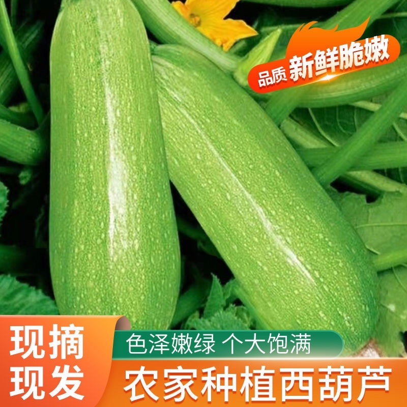 山东绿皮西葫芦货源充足大量现货对接批发商超社区团购