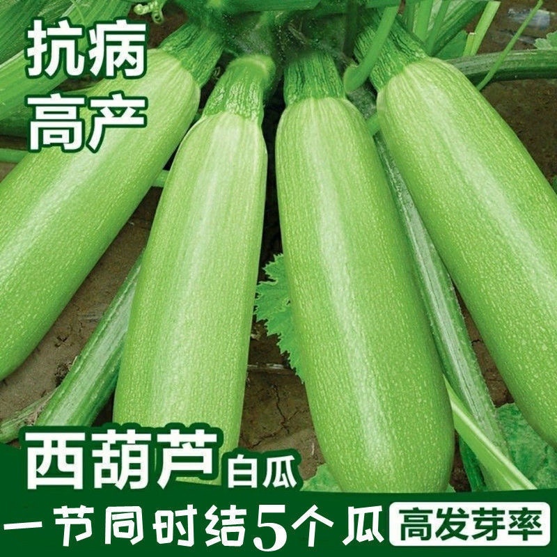 山东绿皮西葫芦货源充足大量现货对接批发商超社区团购