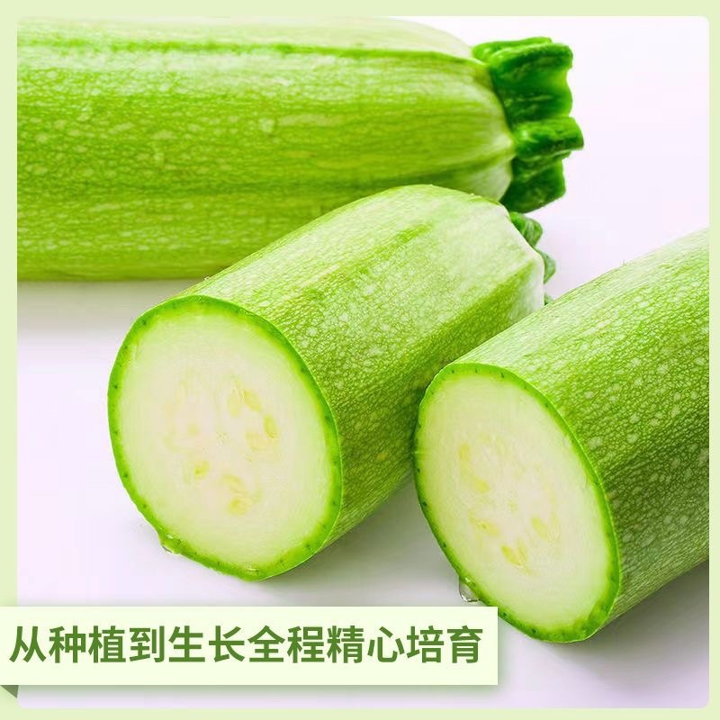山东绿皮西葫芦货源充足大量现货对接批发商超社区团购