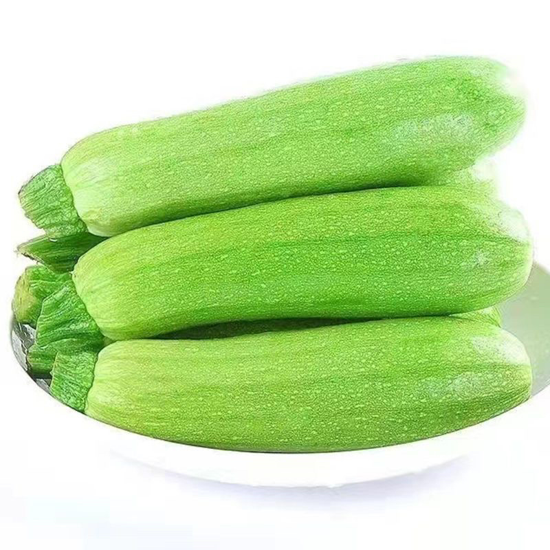 山东绿皮西葫芦货源充足大量现货对接批发商超社区团购