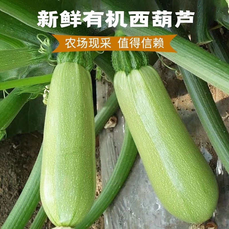 山东绿皮西葫芦货源充足大量现货对接批发商超社区团购