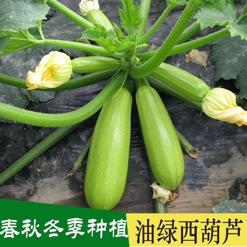 山东绿皮西葫芦货源充足大量现货对接批发商超社区团购