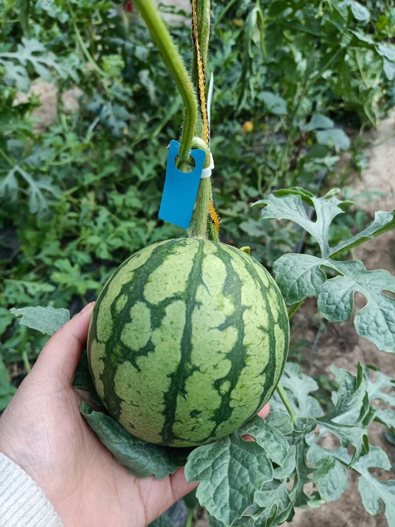 主产区头茬2K西瓜