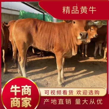 杂交黄牛精品黄牛五元杂交牛检疫合格包指导