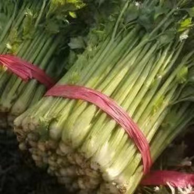 大量出售法国皇后西芹苗量大从优欢迎来电咨询