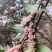 小米花，碎米子，野桂花。桩子