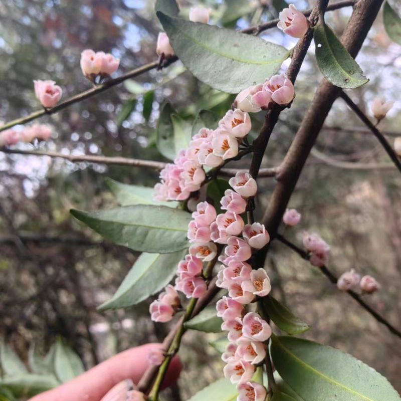 小米花，碎米子，野桂花。桩子