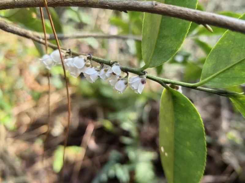 小米花，碎米子，野桂花。桩子