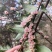 小米花，碎米子，野桂花。桩子