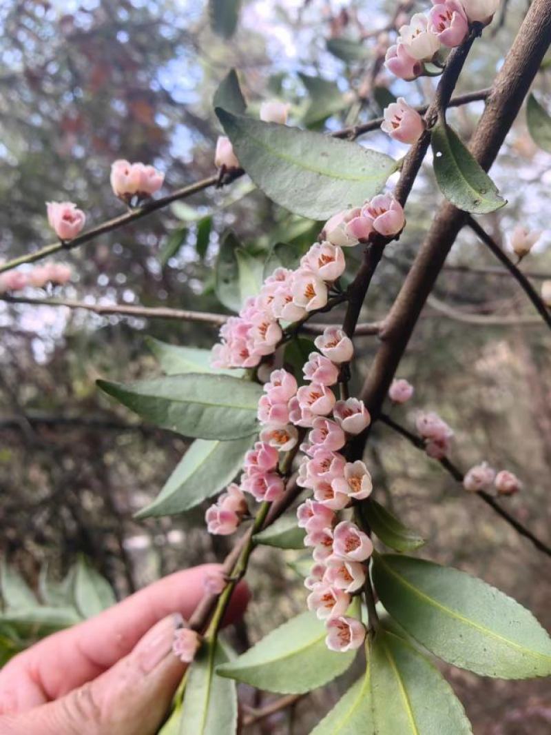 小米花，碎米子，野桂花。桩子