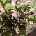 小米花，碎米子，野桂花。桩子