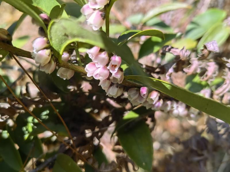 小米花，碎米子，野桂花。桩子
