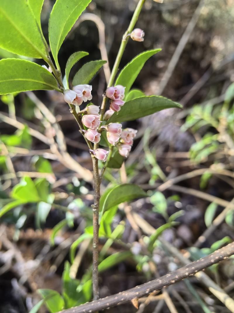 小米花，碎米子，野桂花。桩子