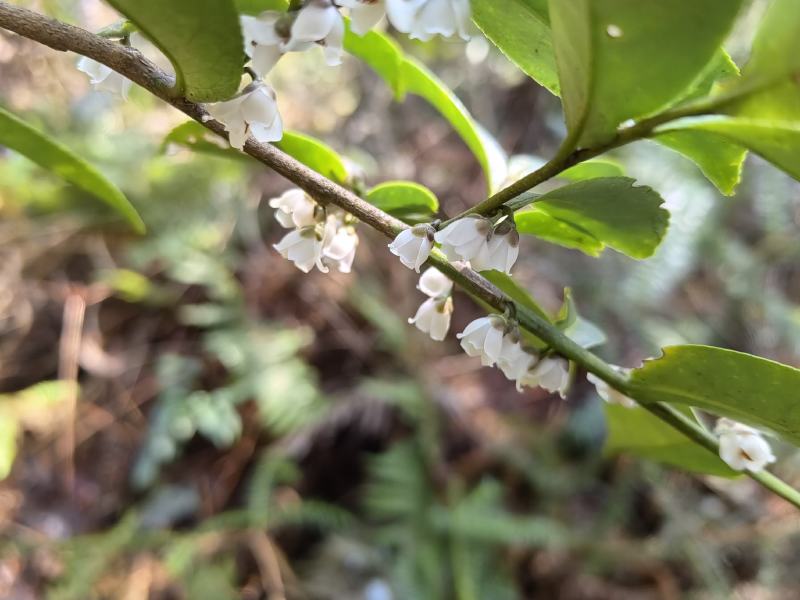 小米花，碎米子，野桂花。桩子