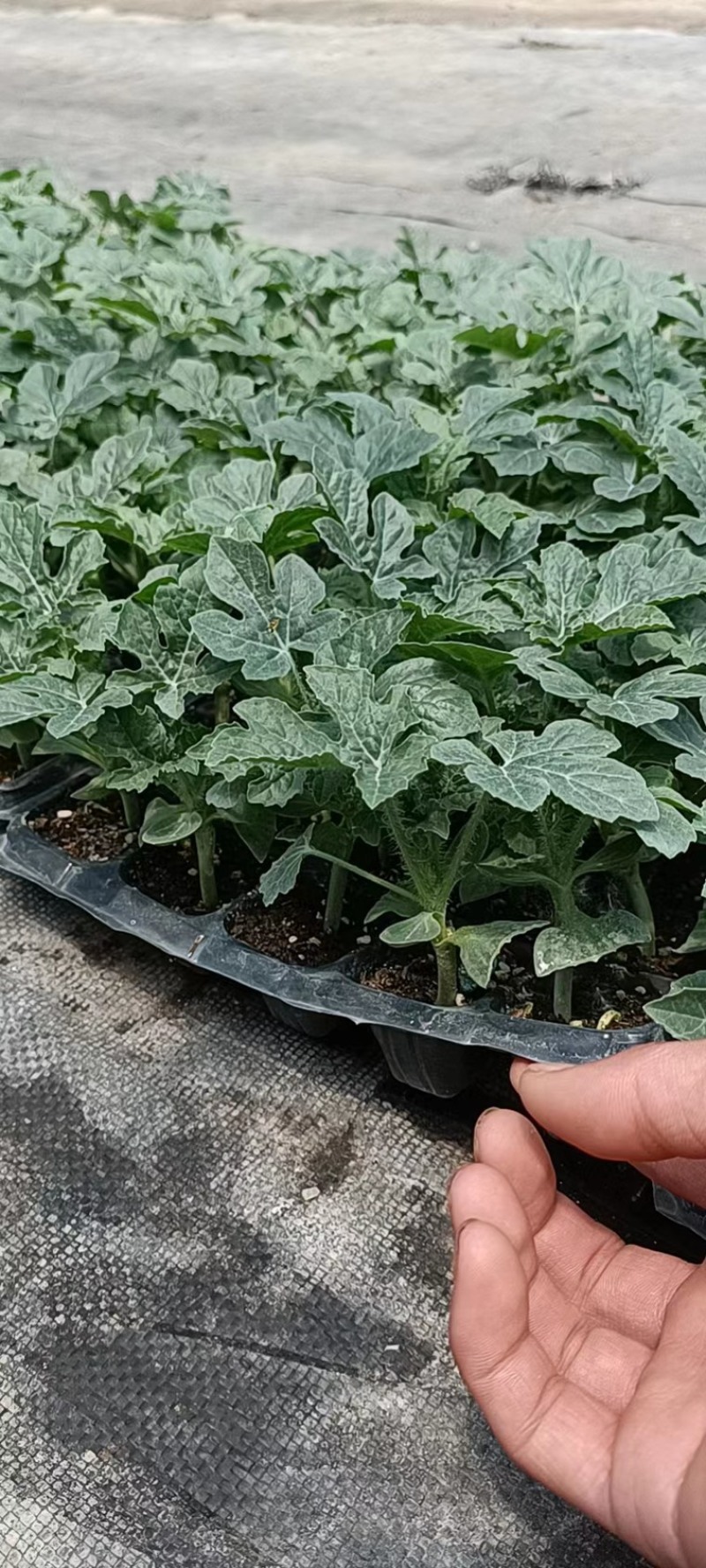 甜王西瓜嫁接苗抗重茬苗子健壮根系发达包技术指导