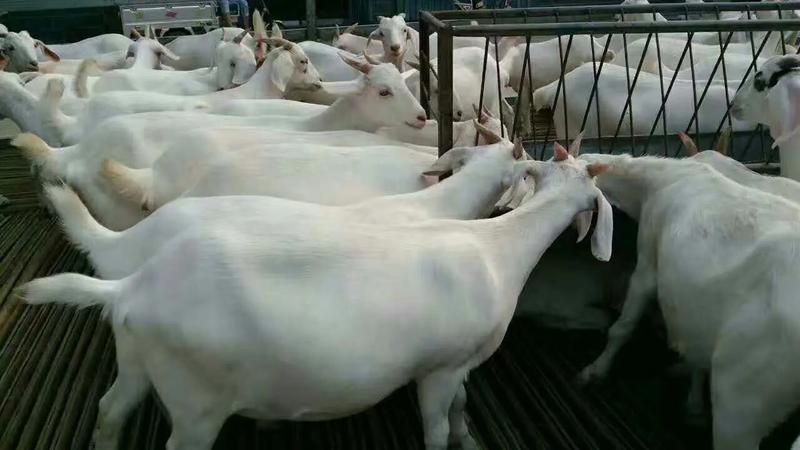 美国白山羊大白羊多胎高产大白羊可上门送货价格实惠
