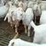 美国白山羊大白羊多胎高产大白羊可上门送货价格实惠
