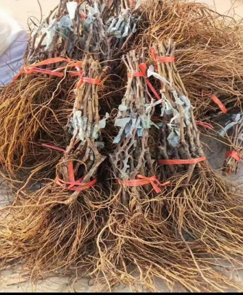 春红三号葡萄苗早熟葡萄苗的天花板包成活包品种