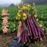 湖北枝江红菜苔质量保证货源稳定欢迎来电咨询