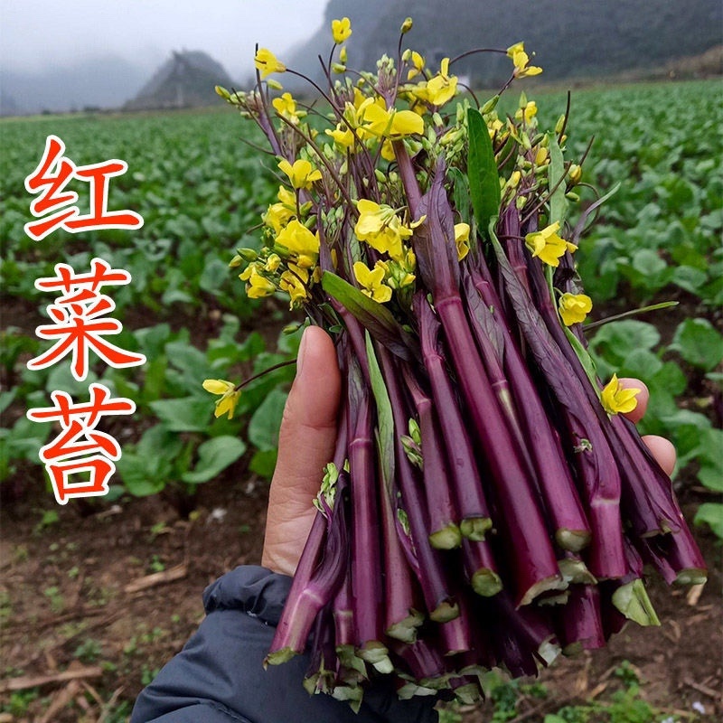 湖北枝江红菜苔质量保证货源稳定欢迎来电咨询
