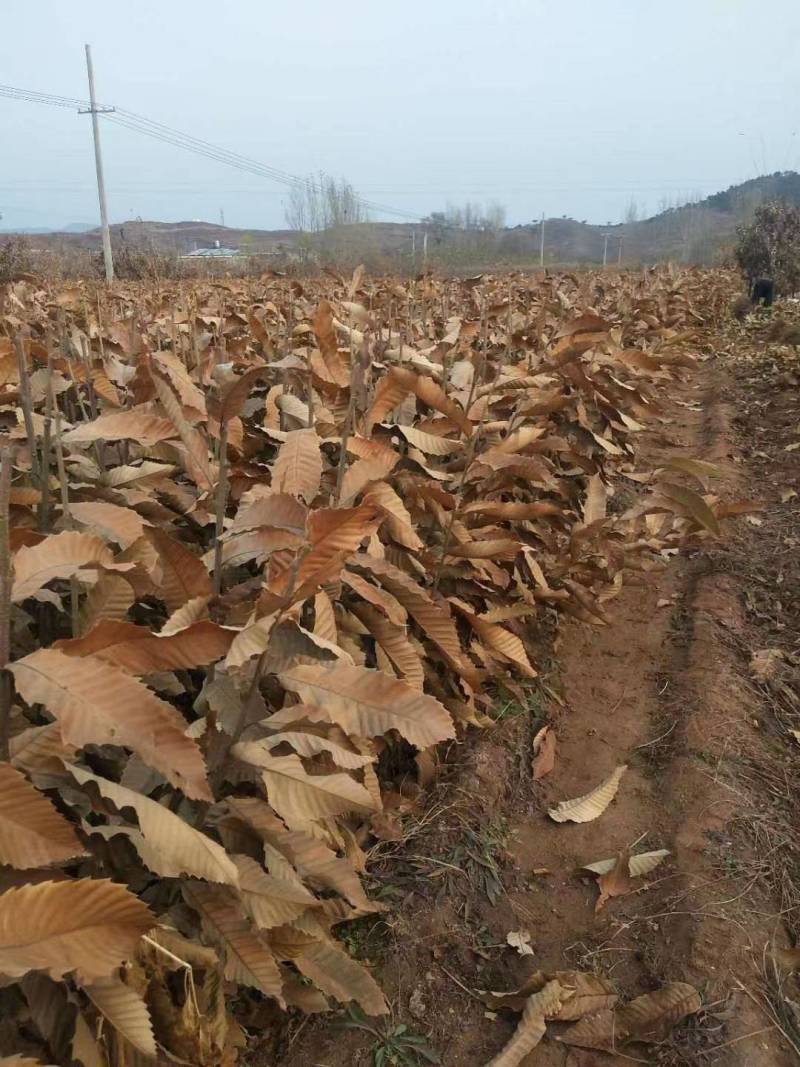 板栗树苗
