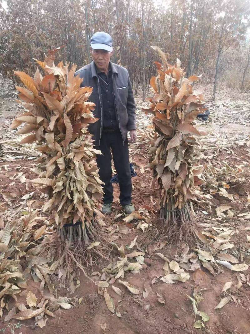 板栗树苗