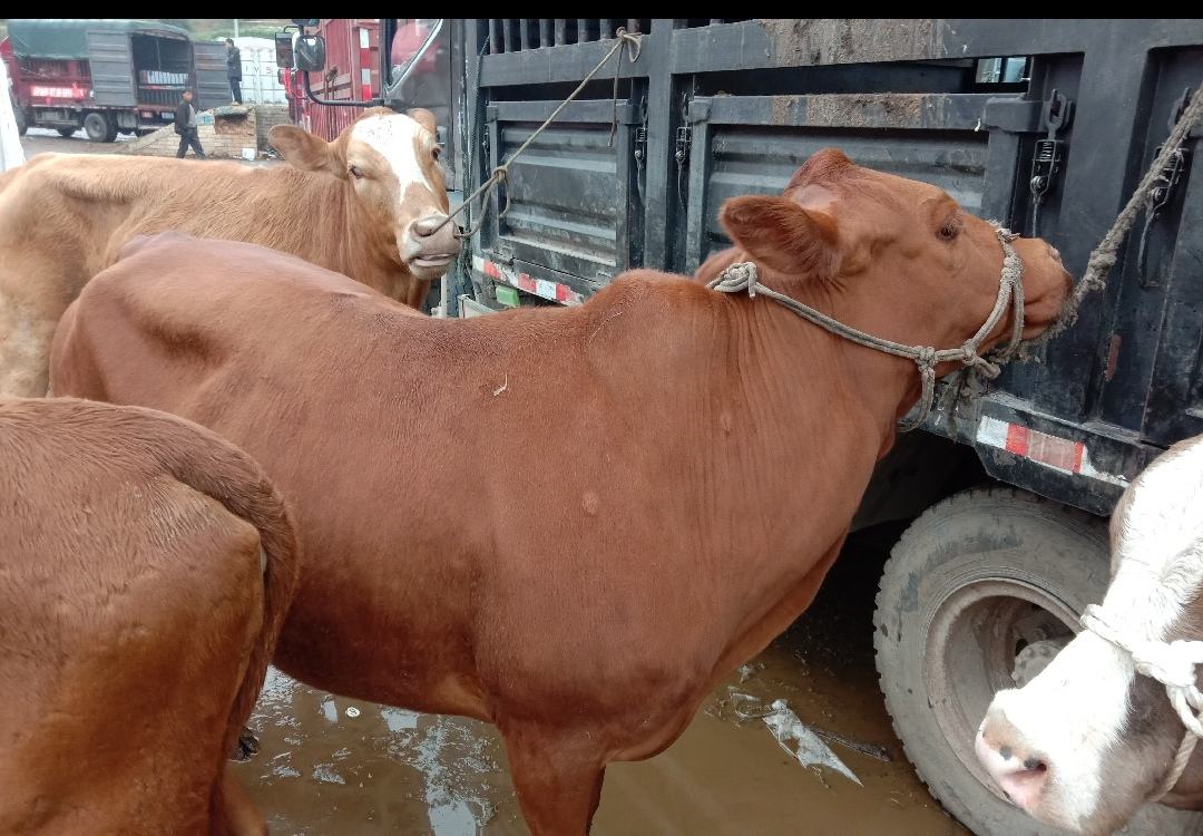 西门塔尔牛犊在运输途中