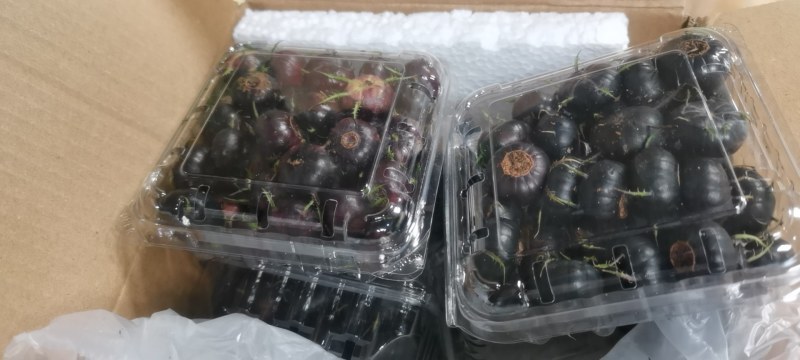 红果参红果参一件代发市场订货可接直播可挂链接