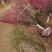 红梅原产地直销3到20公分嫁接红梅原生红梅基地批发价格
