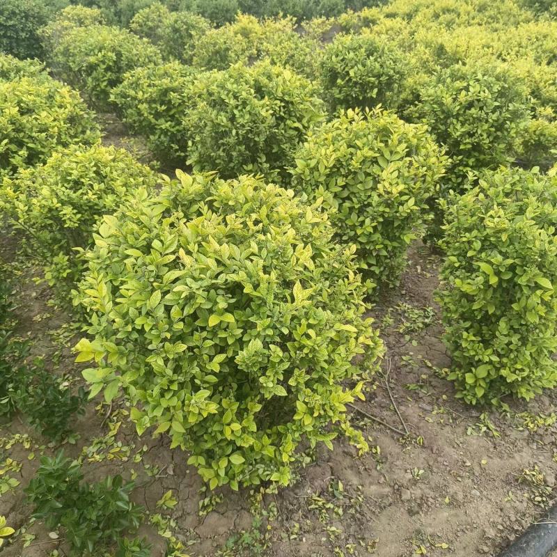【推荐】大量精品金叶女贞球一手货源欢迎咨询