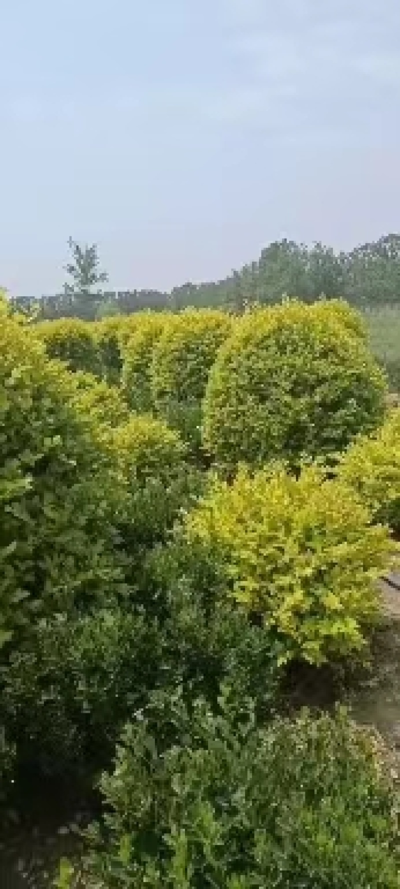 【推荐】大量精品金叶女贞球一手货源欢迎咨询