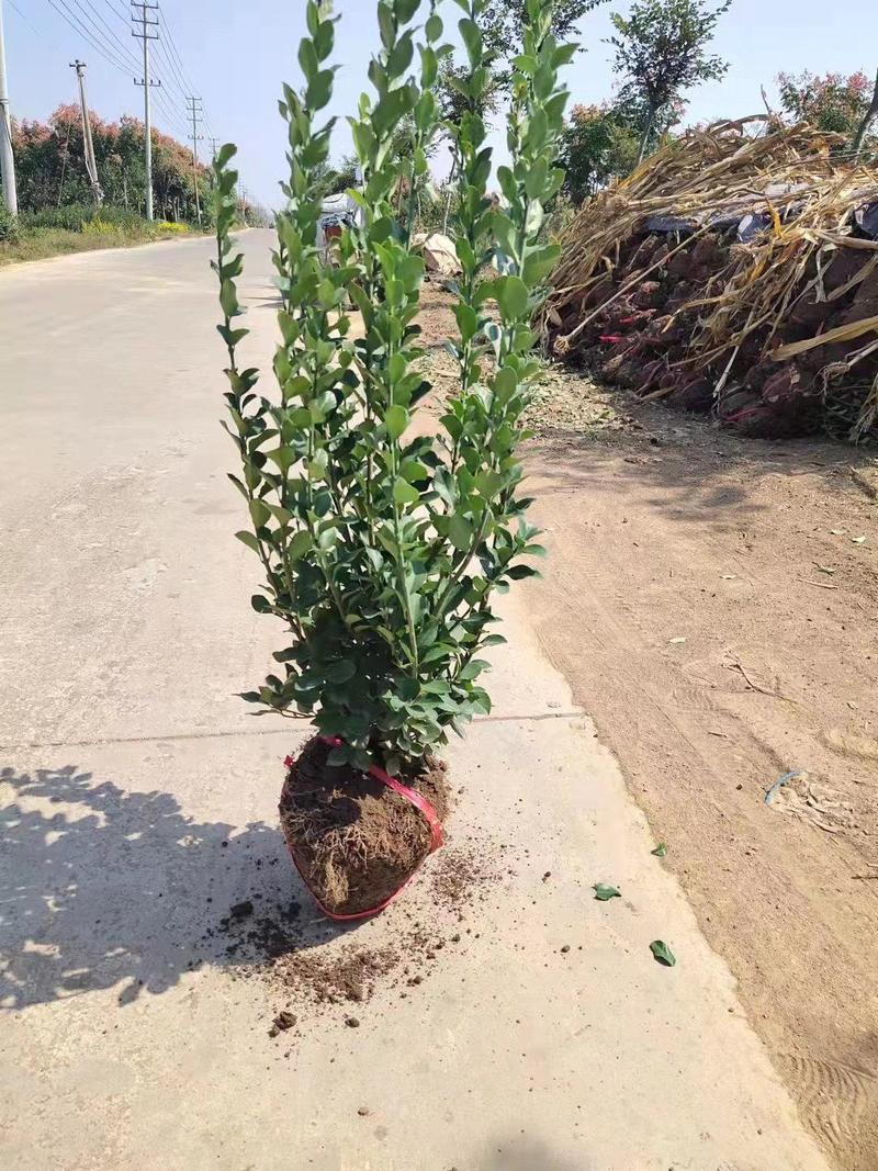 【推荐】卫矛苗工程苗大量上市，货量充足，量大从优欢迎咨询