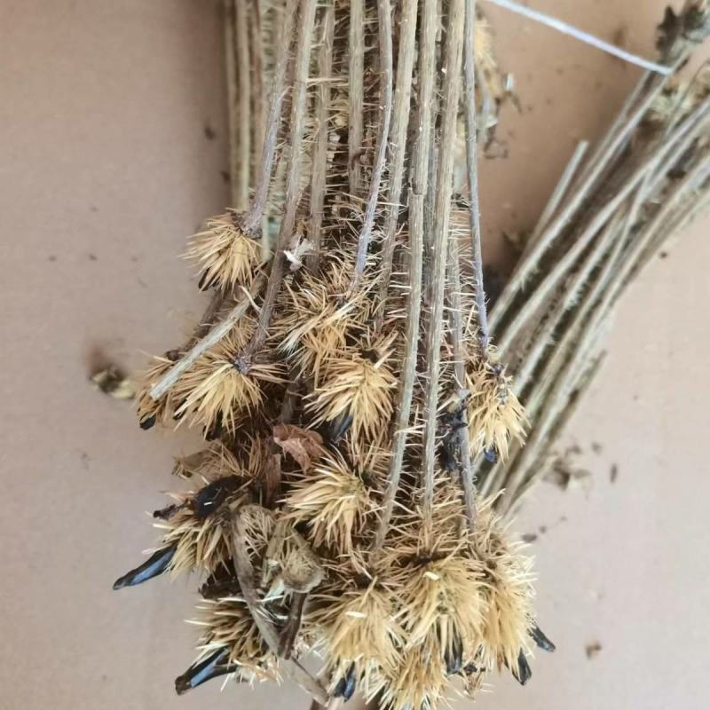 绿绒蒿干货绿绒蒿中药材欢迎选购！