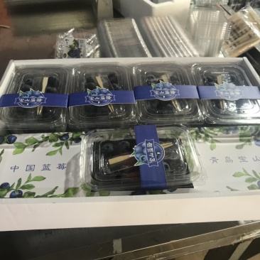 蓝莓熟了，蓝莓熟了