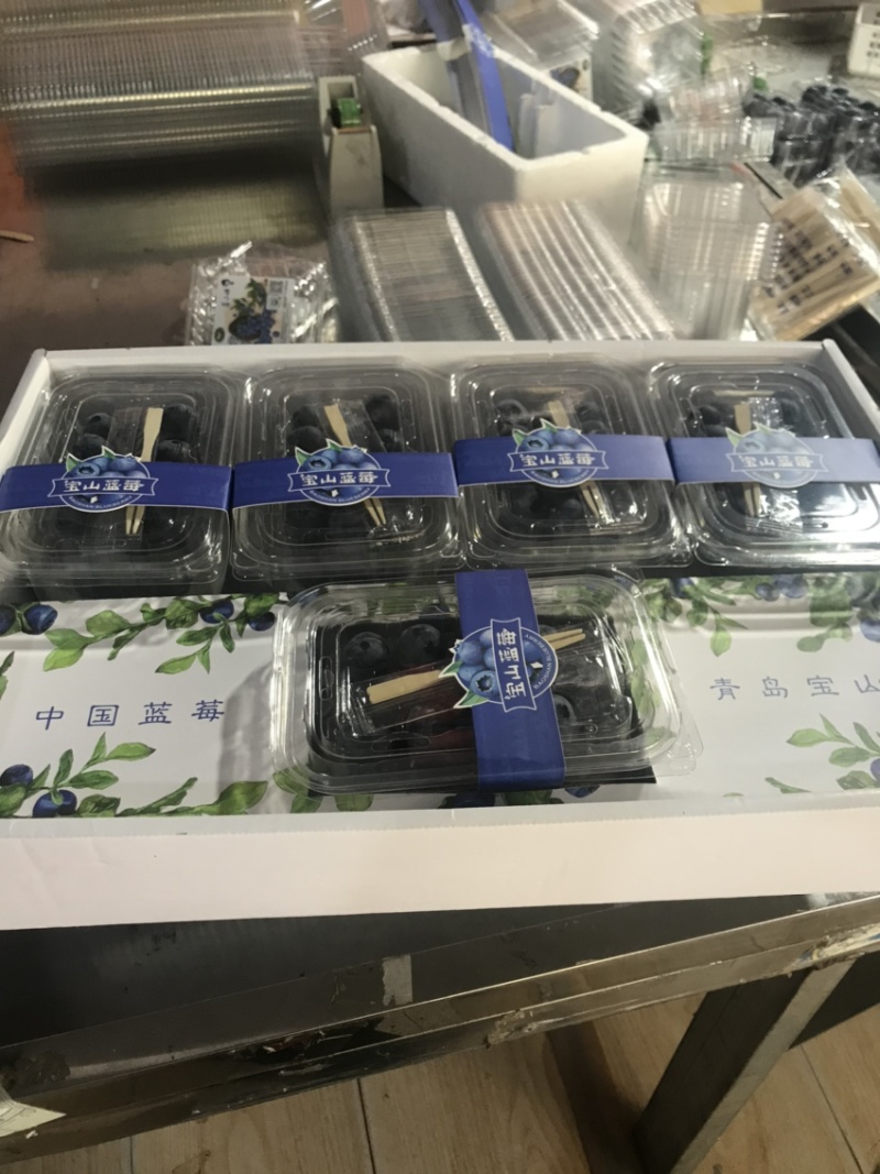 蓝莓熟了，蓝莓熟了