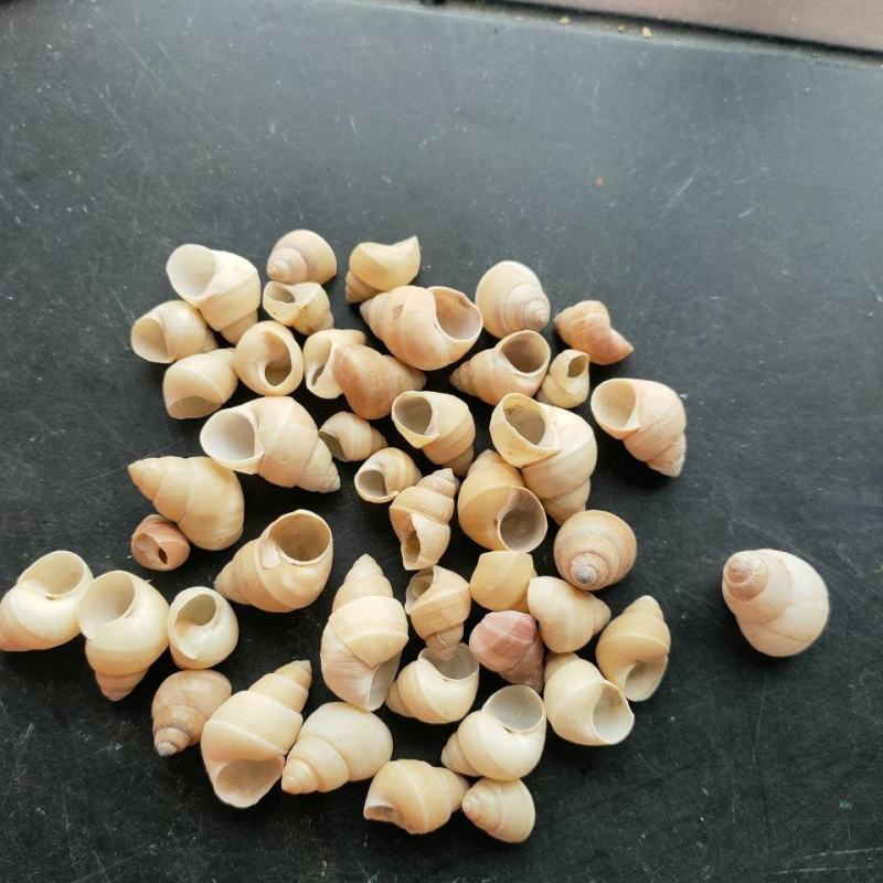蜗牛干货蜗牛中药材常年经营各种中药材欢迎选购！