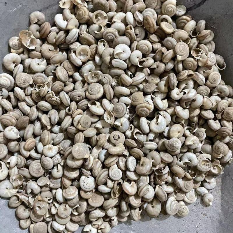 蜗牛干货蜗牛中药材常年经营各种中药材欢迎选购！