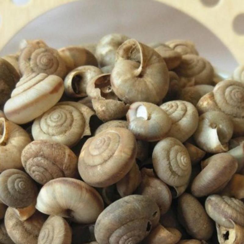 蜗牛干货蜗牛中药材常年经营各种中药材欢迎选购！
