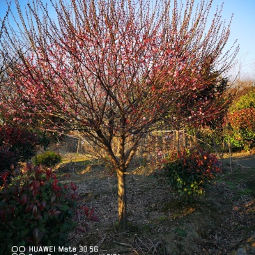 精品红梅（骨里红）地径10～12cm，苗圃到期低价销售