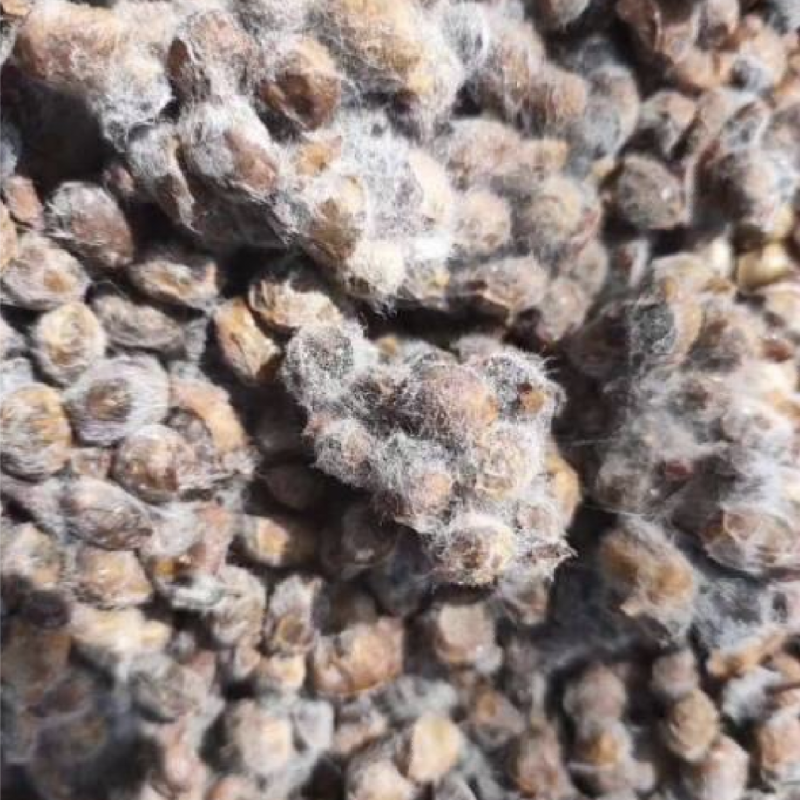 腐熟大豆菌肥菌肥高温腐熟10亿菌/克大豆有机发酵大