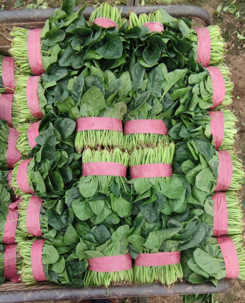 菠菜大量精品供应要的联系