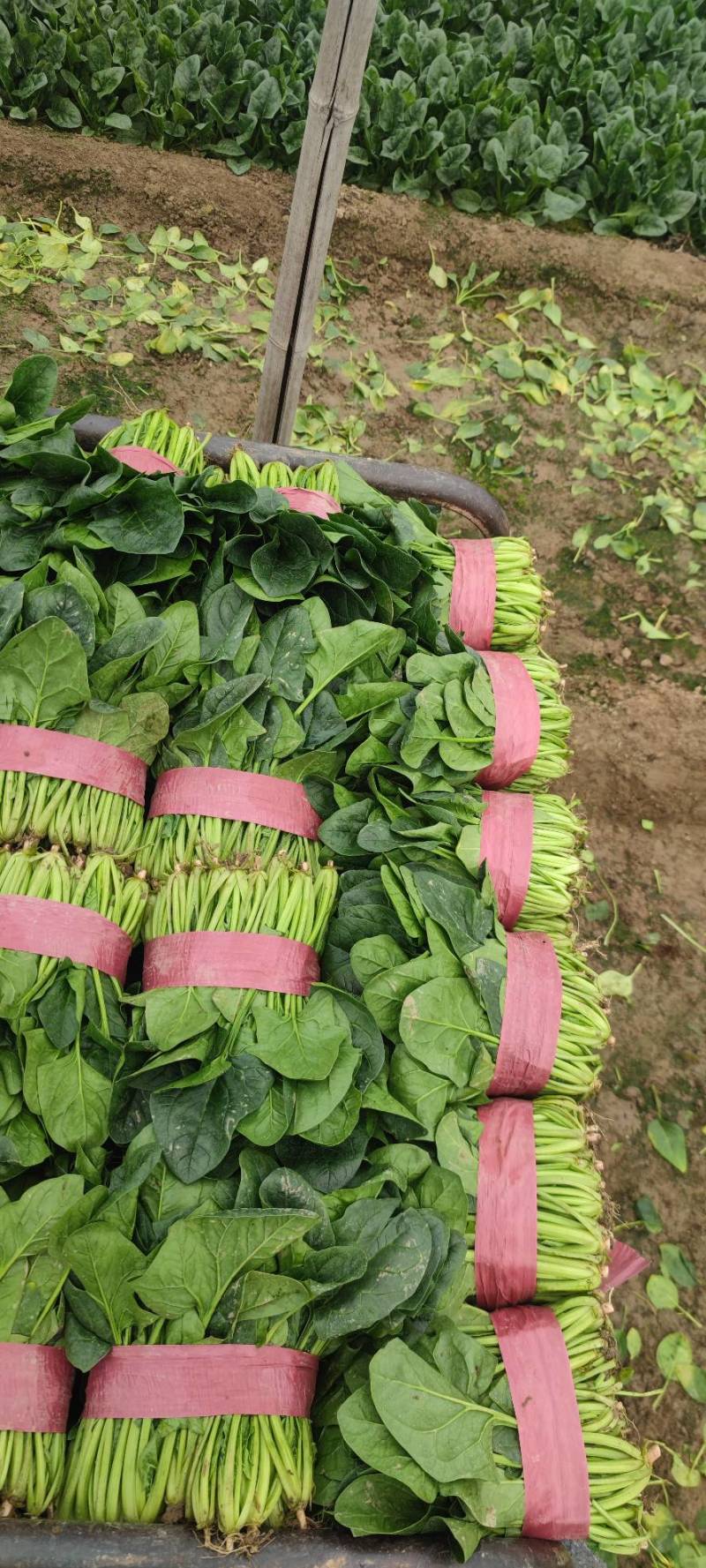 菠菜大量精品供应要的联系