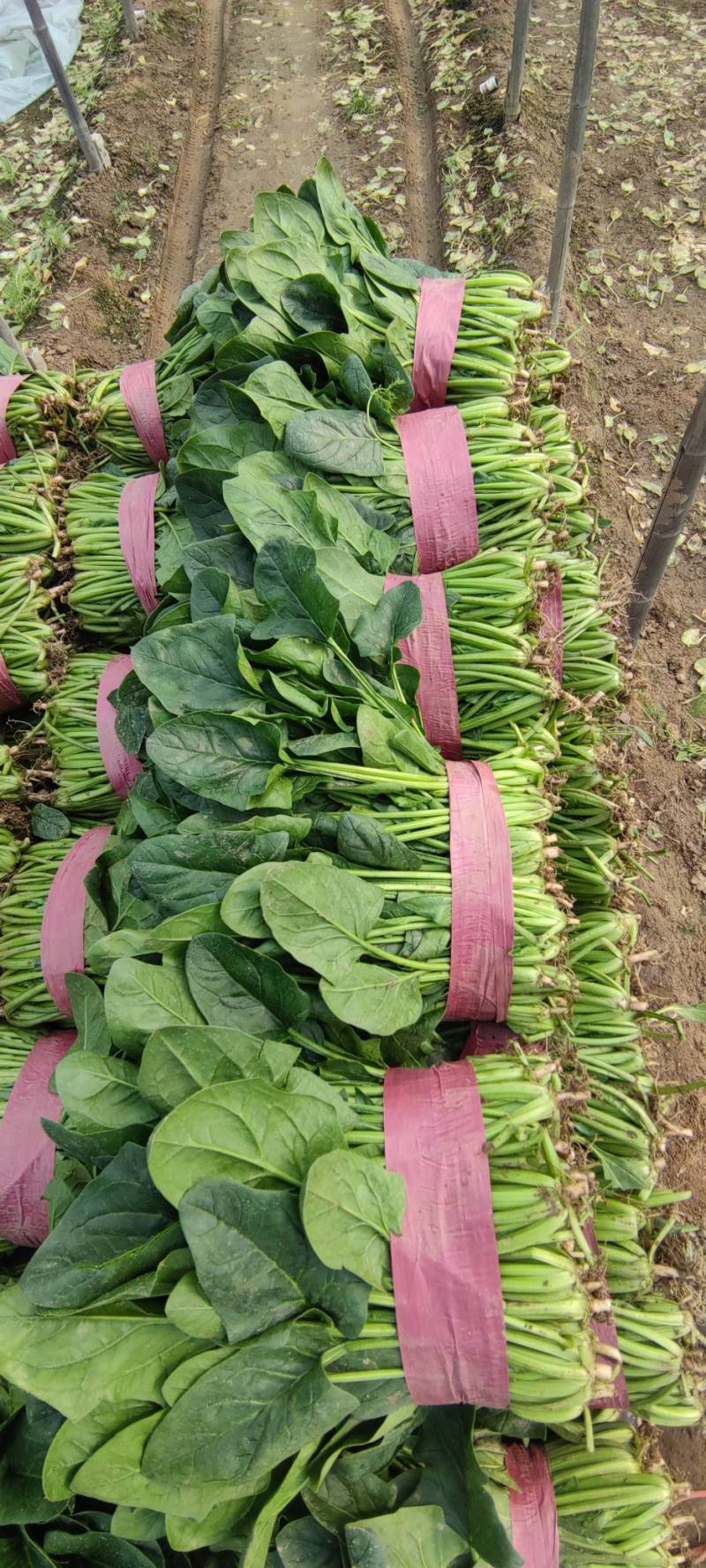 菠菜大量精品供应要的联系