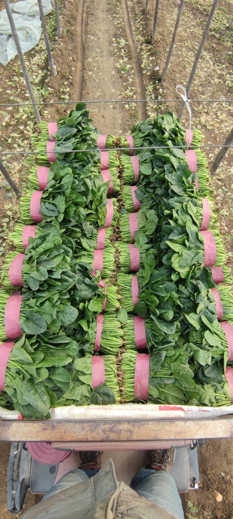 菠菜大量精品供应要的联系