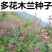 多花木兰种子护坡固土专用草籽荒山复绿灌木丛树籽四季可播马