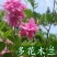多花木兰种子护坡固土专用草籽荒山复绿灌木丛树籽四季可播马